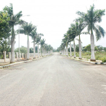 Palm Meadows 𝗣𝗮𝗹𝗺 𝗠𝗲𝗮𝗱𝗼𝘄𝘀