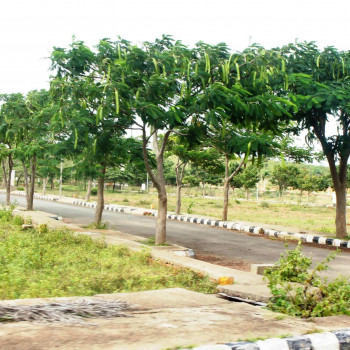 Palm Meadows 𝗣𝗮𝗹𝗺 𝗠𝗲𝗮𝗱𝗼𝘄𝘀